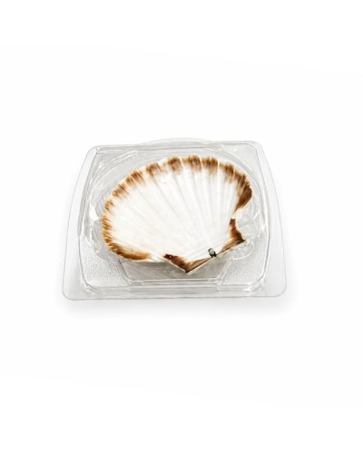 Boîte pour coquille saint jacques traiteur