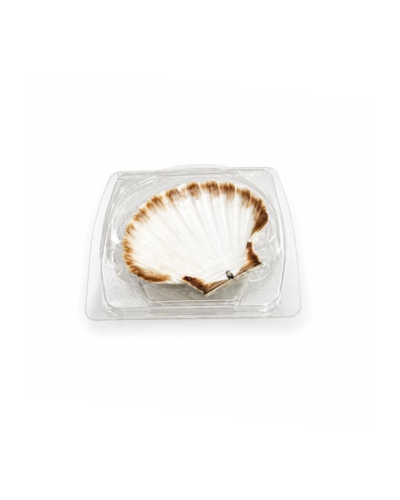 Boîte pour coquille saint jacques traiteur