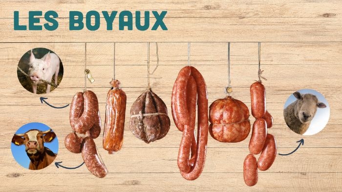 L'origine des boyaux